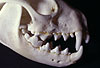 Steinmarder Sch�del / Skull of a Beech marten