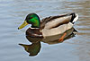 Stockente, Erpel / Northern mallard, drake / Anas platyrhynchos
