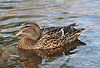 Stockente, Weibchen / Northern mallard, female / Anas platyrhynchos