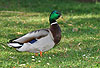 Stockente, Erpel / Northern mallard, drake / Anas platyrhynchos