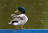 Stockente, Erpel auf Boot / Northern mallard, drake on a boat / Anas platyrhynchos