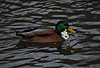Stockente, Erpel, Farbvariante / Northern mallard, drake / Anas platyrhynchos