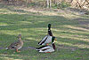 Stockenten beim Sichern / Northern mallards, vigilance behaviour / Anas platyrhynchos
