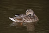 Stockente beim Putzen / Northern mallard, cleaning / Anas platyrhynchos