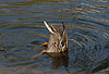 Stockente beim Grndeln / Northern mallard, feeding / Anas platyrhynchos