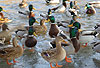 Stockenten Gruppe auf Eis / Northern mallard, group, winter / Anas platyrhynchos