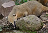Südamerikanischer Nasenbär / Ring-tailed coati, Red coati / Nasua nasua