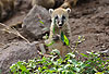 Südamerikanischer Nasenbär / Ring-tailed coati, Red coati / Nasua nasua