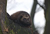 Vielfa, Jrv (Gulo gulo) / Wolverine (Gulo gulo)