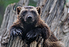 Vielfa (Gulo gulo) / Wolverine (Gulo gulo)