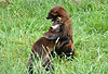 Vielfae beim Kampf-Spiel (Gulo gulo) / Wolverines, play-behaviour (Gulo gulo)