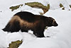 Vielfa im Schnee (Gulo gulo) / Wolverine in snow (Gulo gulo)