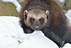 Vielfa im Schnee (Gulo gulo) / Wolverine in snow (Gulo gulo)