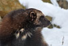 Vielfa im Schnee (Gulo gulo) / Wolverine in snow (Gulo gulo)