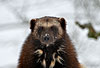 Vielfa im Schnee (Gulo gulo) / Wolverine in snow (Gulo gulo)