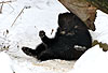Vielfa im Schnee (Gulo gulo) / Wolverine in snow (Gulo gulo)