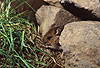 Waldmaus / Wood mouse