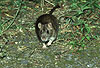 Wanderratte / Brown rat