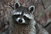 Waschbär / Racoon / Procyon lotor