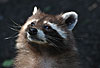 Waschbär / Racoon / Procyon lotor
