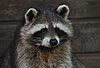 Waschbär / Racoon / Procyon lotor