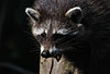 Waschbär / Racoon / Procyon lotor