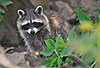 Waschbär / Racoon / Procyon lotor