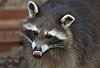 Waschbär / Racoon / Procyon lotor