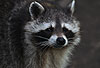 Waschbär / Racoon / Procyon lotor