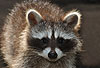 Waschbär / Racoon / Procyon lotor