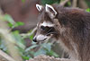 Waschbär / Racoon / Procyon lotor