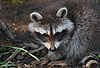Waschbär / Racoon / Procyon lotor