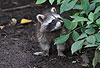 Waschbär / Racoon / Procyon lotor