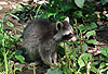 Waschbär / Racoon / Procyon lotor