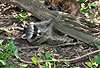 Waschbär / Racoon / Procyon lotor