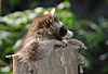 Waschbär / Racoon / Procyon lotor