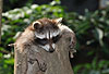 Waschbär / Racoon / Procyon lotor