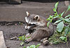 Waschbär / Racoon / Procyon lotor