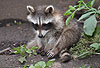 Waschbär / Racoon / Procyon lotor