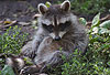 Waschbär / Racoon / Procyon lotor