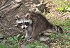 Waschbär / Racoon / Procyon lotor