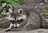 Waschbär / Racoon / Procyon lotor
