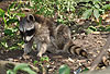 Waschbär / Racoon / Procyon lotor
