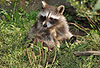 Waschbär / Racoon / Procyon lotor