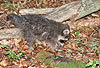 Waschbär / Racoon / Procyon lotor