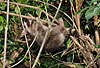 Waschbär / Racoon / Procyon lotor