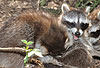 Waschbär / Racoon / Procyon lotor