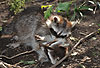 Waschbär / Racoon / Procyon lotor
