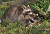 Waschbär / Racoon / Procyon lotor