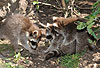 Waschbär / Racoon / Procyon lotor